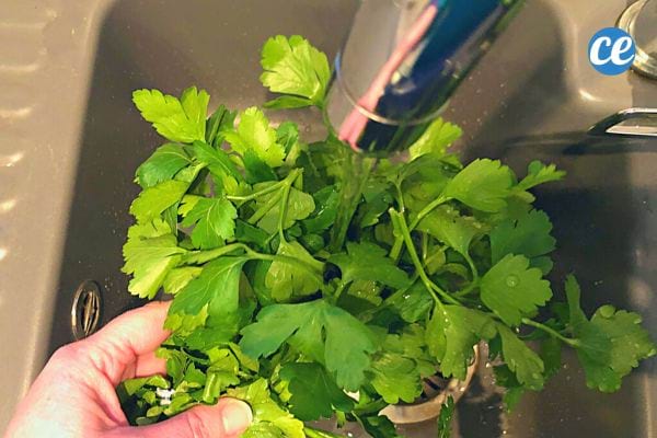 Persil frais rincé sous l'eau courante dans un évier de cuisine.