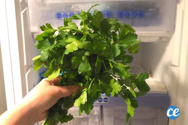 Une main tenant un bouquet de persil frais devant un réfrigérateur ouvert.