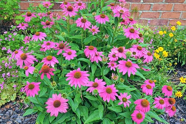 Plantes d'échinacée en fleur - traditionnellement utilisées pour stimuler l'immunité.