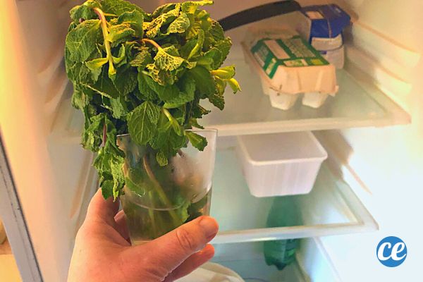 Comment Conserver la Menthe Fraîche ? J'ai Testé 4 Astuces.
