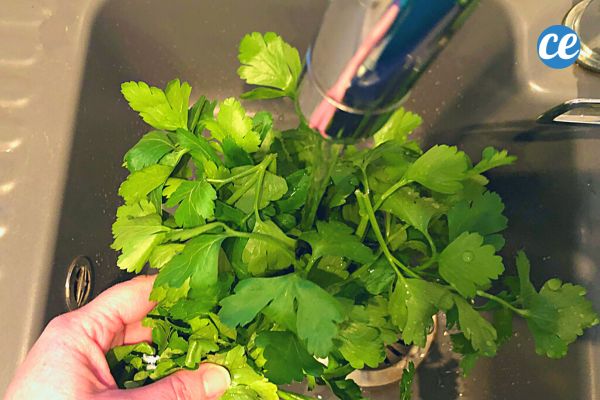 Comment Congeler le Persil Pour le Conserver Frais Pendant des Mois.