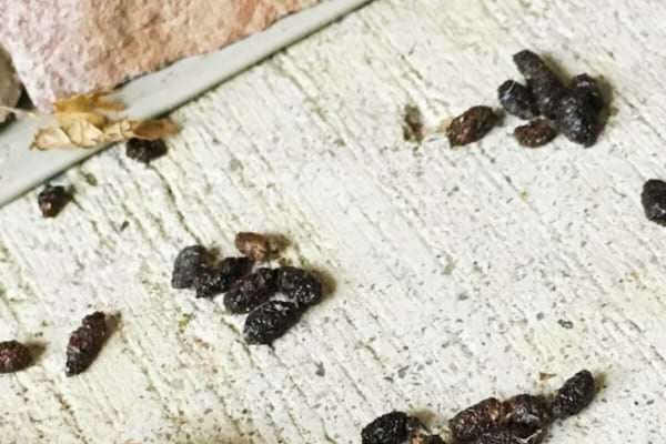 Des fientes de chauves souris à terre