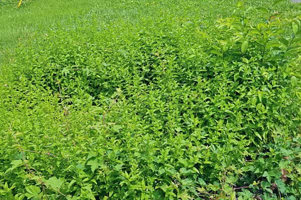 Horizon vert de menthe s'étendant au loin.