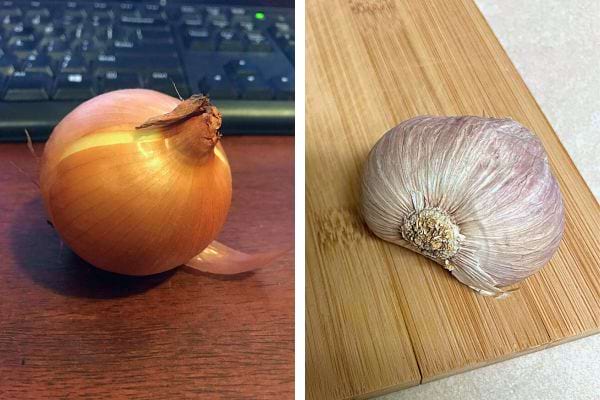 Oignon et ail, connus pour leur efficacité répulsive naturelle.