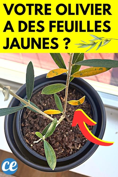 Un olivier en pot qui a des feuilles jaunes à cause d'un manque d'eau