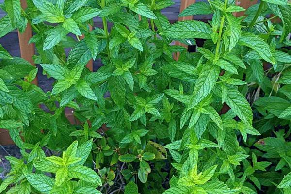 Plusieurs plantes de menthe en croissance.