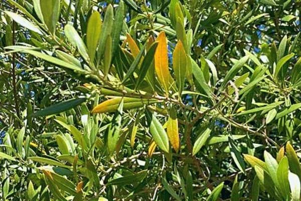 Branches d'olivier avec des feuilles jaunes et vertes, signe potentiel de stress hydrique ou maladie.