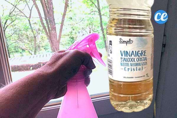 Pulvérisateur de vinaigre blanc, un répulsif naturel contre les chats.