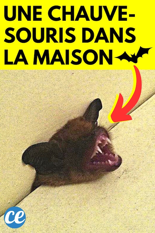 J'ai une ChauveSouris dans la Maison Ce Qu’il Faut Faire et Ne — free download