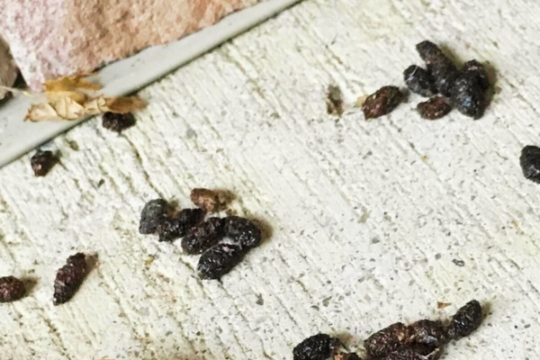 J'ai une Chauve-Souris dans la Maison : Ce Qu’il Faut Faire et Ne