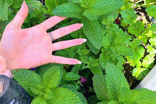 Comment Faire Pousser Des Tonnes De Menthe Facilement