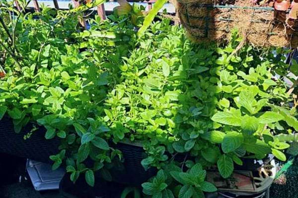 Variétés luxuriantes de menthe en jardin.