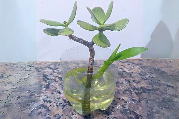 Boutures d'arbre de jade dans l'eau pour l'enracinement.