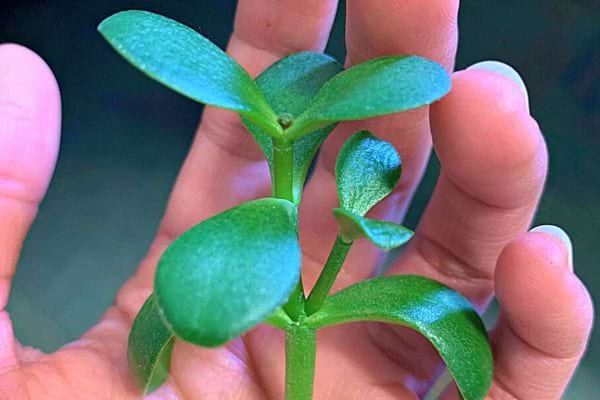 Main tenant une jeune pousse d'arbre de jade.