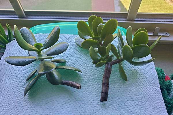Boutures d'arbre de jade sèchant sur du sopalin.