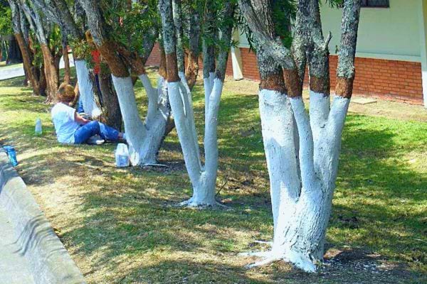 Une rangée d'arbres aux troncs partiellement peints en blanc le long d'une bordure d'herbe.