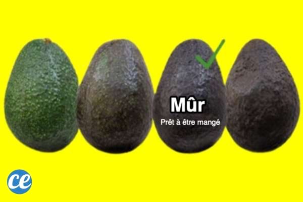 4 avocats qui sont à différente maturation dont un qui est mûr prêt à manger