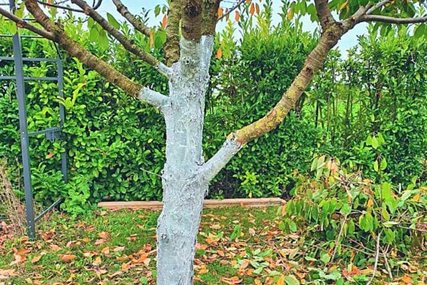 Un arbre avec le tronc peint en blanc, situé dans un jardin verdoyant.