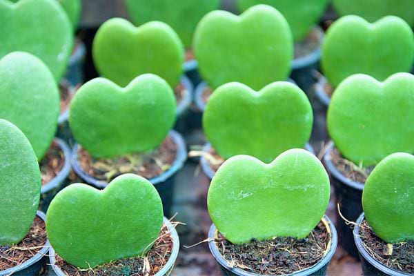 Plantes grasses en forme de cœur, illustrant un amour cultivé et grandissant.