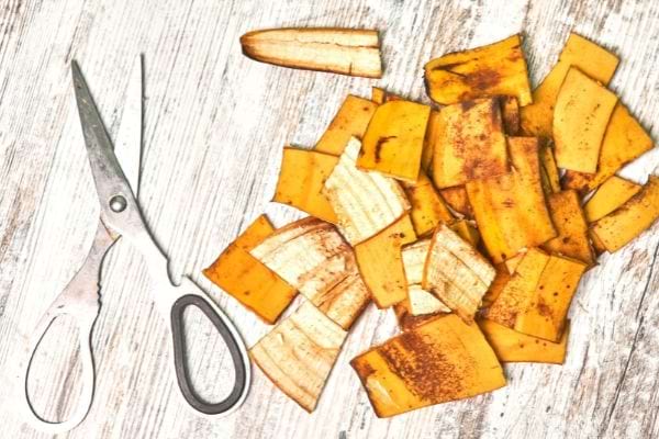Des peaux de bananes coupées en morceaux pour faire un paillis.