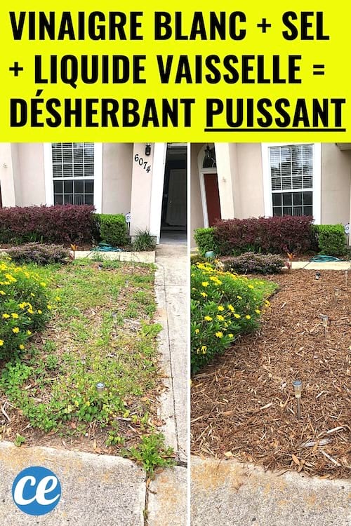 Une pelouse qui a été désherbée avec du vinaigre blanc, du sel et liquide vaisselle