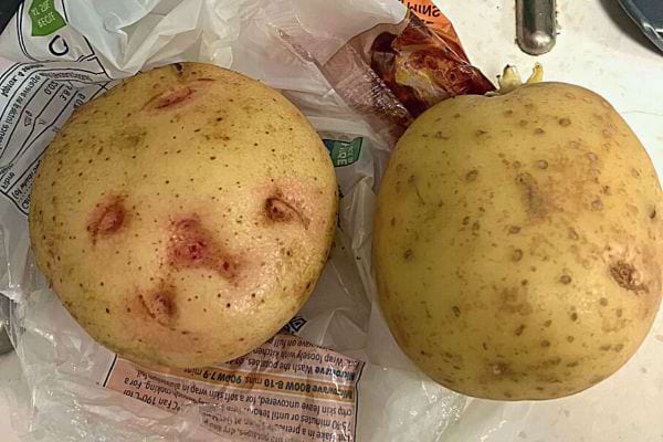 Deux grosses pommes de terre crues côte à côte, une avec des germes.