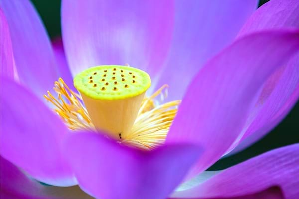 Der heilige Lotus ist eine unglaubliche Pflanze