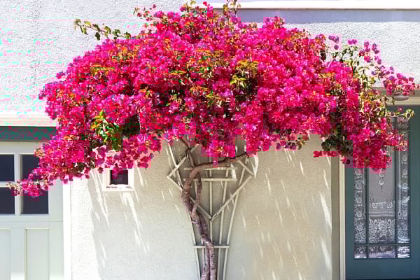 Bougainvillea ist eine wunderschöne rosa Pflanze