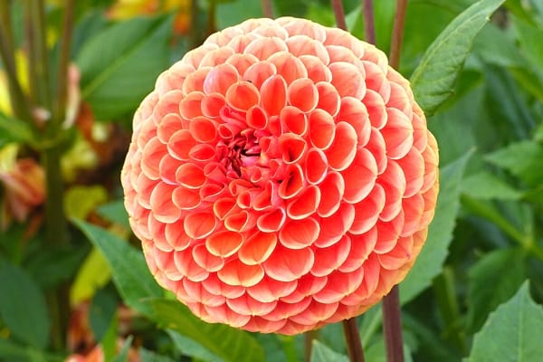 Die Pompon-Dahlie ist eine kugelförmige Blume