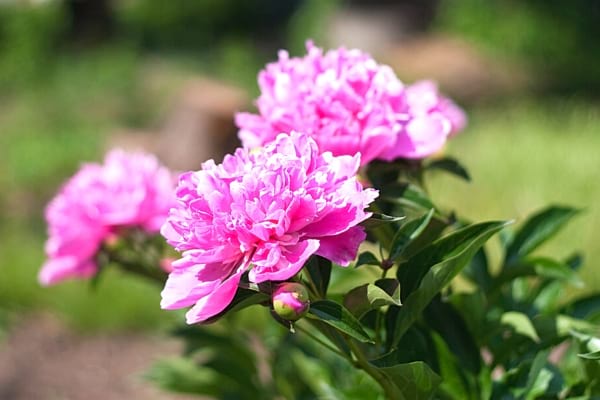 Die Pfingstrosenblüte mit einer wunderschönen rosa Farbe