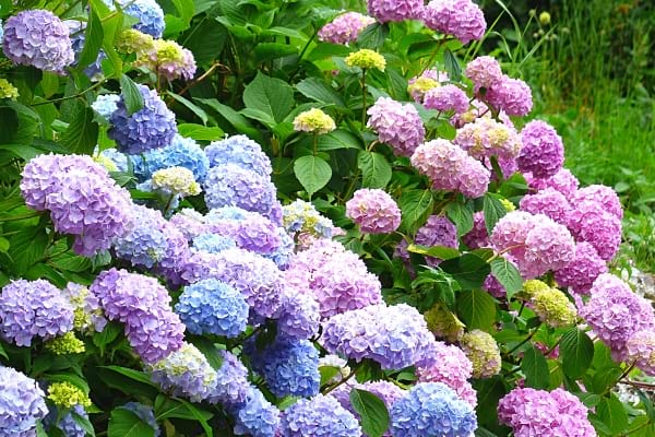 Die Hortensie in Lila und Blau ist eine wunderschöne Pflanze