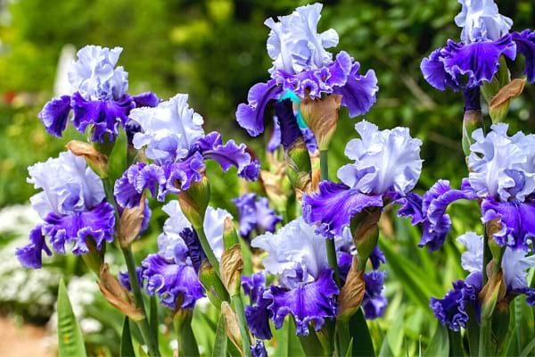 Die Iris ist mit ihrer violett-weißen Farbe eine der schönsten Blumen der Welt.