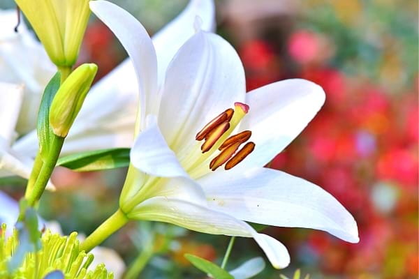 Die Lilie ist eine prächtige weiße Blume, die zu den schönsten der Welt zählt.