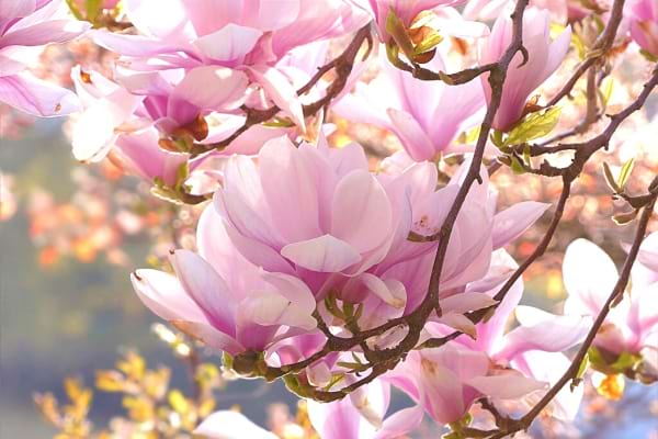 Die Magnolienblüte mit einer wunderschönen rosa Farbe