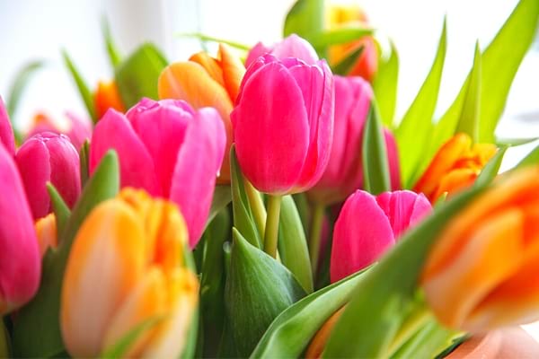 Die Tulpenblume mit wunderschönen Farben wie Pink und Orange