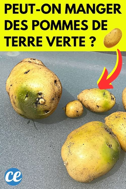 Des pommes de terre vertes sur une table pour savoir si on peut les manger