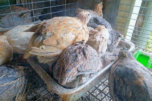 Quelques oiseaux se baignent dans un bain de poussière de cendre.