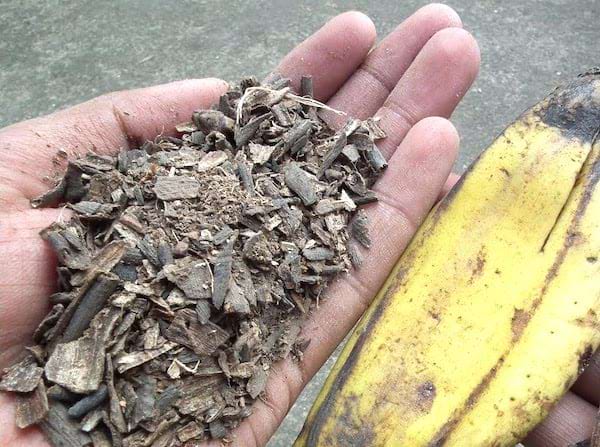 Des pelures de bananes séchées pour faire un engrais à diffusion lente.