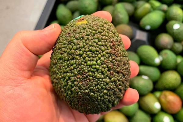 Un avocat avec plein de petites bosses sur la peau 