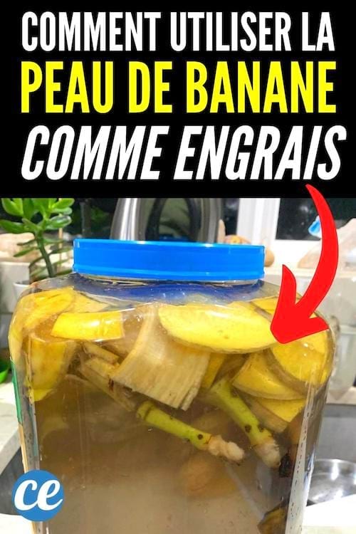 Les astuces de jardinier pour utiliser les peaux de banane comme engrais.