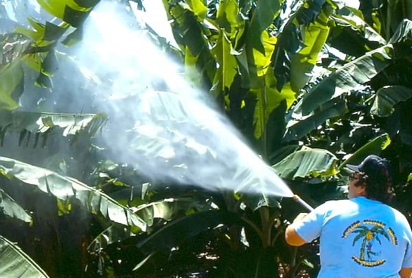 Les pesticides sont très utilisées dans la culture de la banane.