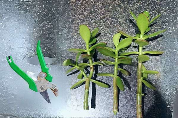 Des coupes de branches d'arbre de jade à côté d'une pince de jardinage.