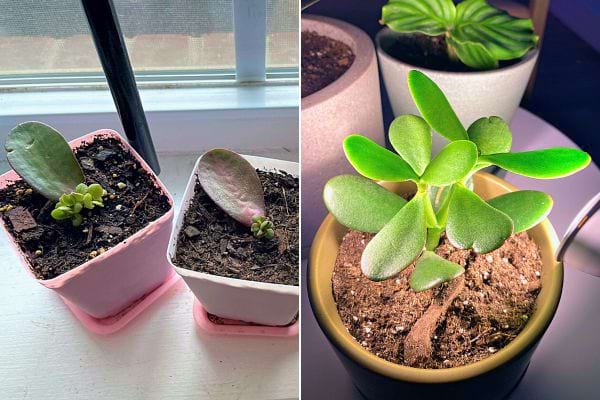 Feuilles d'arbre de jade enracinant dans le sol, à différents stades de croissance.