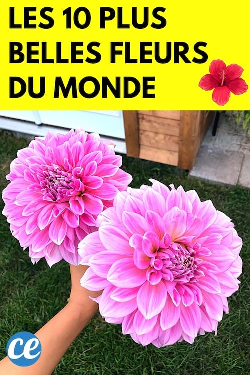 les plus belles fleurs du monde à avoir dans son jardin 