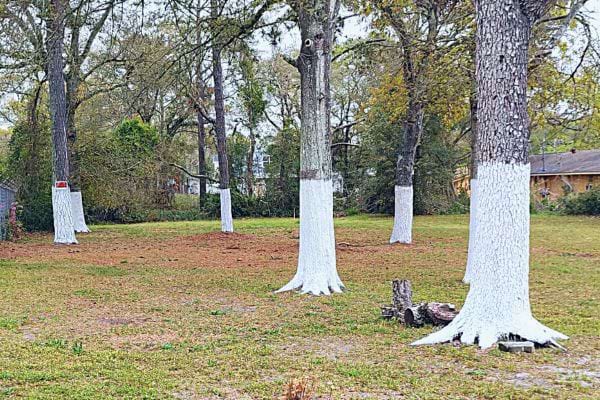 Plusieurs arbres avec les bases de leurs troncs peintes en blanc dans un champ ouvert.