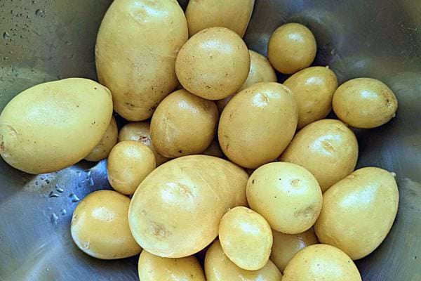 Pommes de terre crues dans un évier, humides et brillantes, tailles variées.