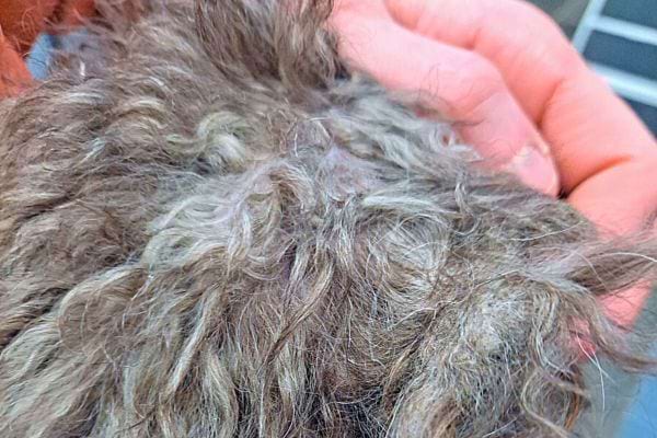 Poils de chien bruns et ondulés, main humaine visible.