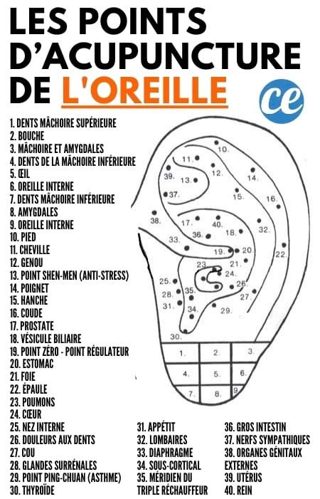 La planche avec les points d'acupuncture sur l'oreille qui correspond aux organes