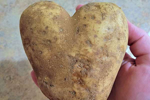Pomme de terre crue en forme de cœur tenue dans la main.