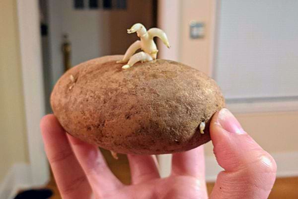 Pomme de terre avec un germe en forme de figure animale.